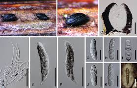 Attēlu rezultāti vaicājumam “Phleogena faginea sessile”