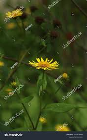 Attēlu rezultāti vaicājumam “Inula britannica leaf”