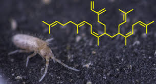 Attēlu rezultāti vaicājumam “Heteromurus nitidus”