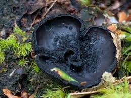 Attēlu rezultāti vaicājumam “Pseudoplectania nigrella”