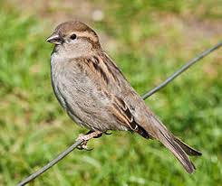Image result for Passer domesticus