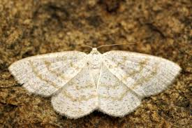 Attēlu rezultāti vaicājumam “Cabera exanthemata”