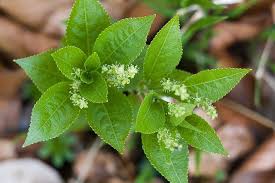 Attēlu rezultāti vaicājumam “Mercurialis perennis leaf”