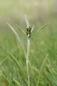 Attēlu rezultāti vaicājumam “Gnaphalium sylvaticum flower”