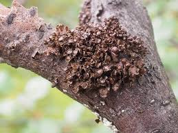 Attēlu rezultāti vaicājumam “Cetraria sepincola”