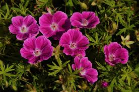 Attēlu rezultāti vaicājumam “Geranium sanguineum”