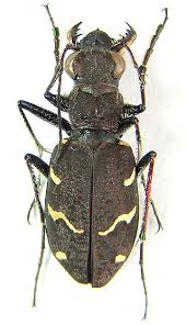 Attēlu rezultāti vaicājumam “Cicindela sylvatica”