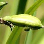Attēlu rezultāti vaicājumam “Iris pseudacorus fruit”