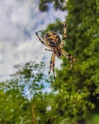 Attēlu rezultāti vaicājumam “Araneus angulatus”