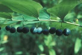 Attēlu rezultāti vaicājumam “Polygonatum odoratum fruit”