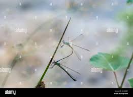 Attēlu rezultāti vaicājumam “Chalcolestes viridis”