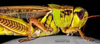 Attēlu rezultāti vaicājumam “Acrididae”