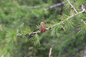 Attēlu rezultāti vaicājumam “Larix decidua var. polonica”