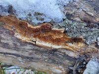 Attēlu rezultāti vaicājumam “Ceriporiopsis resinascens”