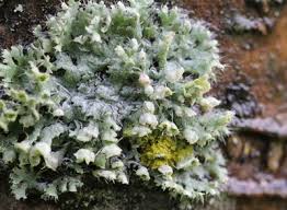 Attēlu rezultāti vaicājumam “Physcia adscendens”