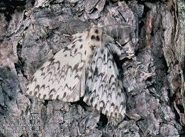 Attēlu rezultāti vaicājumam “Lymantria monacha imago”