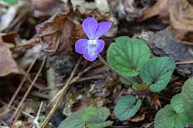 Attēlu rezultāti vaicājumam “Viola epipsila”