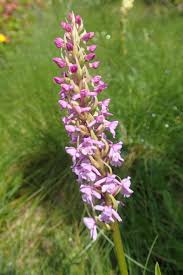 Attēlu rezultāti vaicājumam “Gymnadenia conopsea flower”