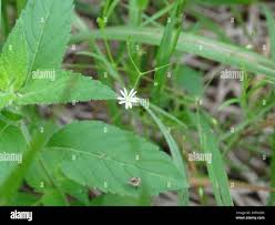 Attēlu rezultāti vaicājumam “Stellaria longifolia”