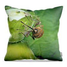 Attēlu rezultāti vaicājumam “Curculio nucum”