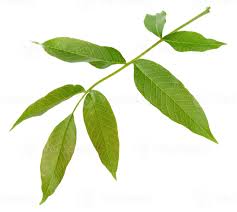 Attēlu rezultāti vaicājumam “Juglans regia leaf”