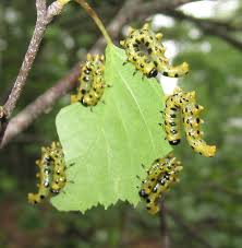 Attēlu rezultāti vaicājumam “Nematus salicis larva”