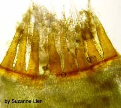 Attēlu rezultāti vaicājumam “Eurhynchium praelongum”