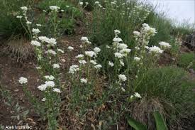 Attēlu rezultāti vaicājumam “Berteroa incana flower”