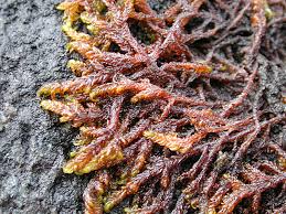 Attēlu rezultāti vaicājumam “Scorpidium cossonii”