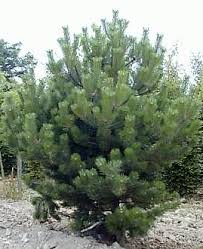 Attēlu rezultāti vaicājumam “Pinus nigra fruit”
