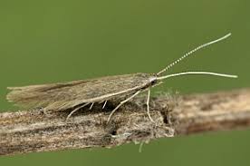 Attēlu rezultāti vaicājumam “Coleophora alticolella”