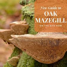 Attēlu rezultāti vaicājumam “Daedalea quercina”