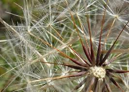 Attēlu rezultāti vaicājumam “Hypochaeris radicata fruit”