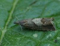 Attēlu rezultāti vaicājumam “Dichrorampha simpliciana”