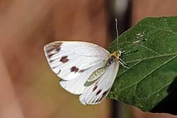 Attēlu rezultāti vaicājumam “Pieris napi female”