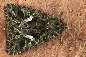 Attēlu rezultāti vaicājumam “Trachea atriplicis”