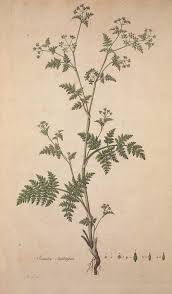 Attēlu rezultāti vaicājumam “Anthriscus”