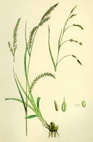 Attēlu rezultāti vaicājumam “Carex sylvatica flower”