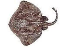 Image result for Bathyraja brachyurops