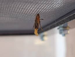 Attēlu rezultāti vaicājumam “Psyche casta larva”