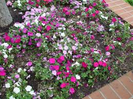 Image result for Impatiens walleriana