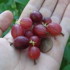 Attēlu rezultāti vaicājumam “Ribes uva-crispa fruit”