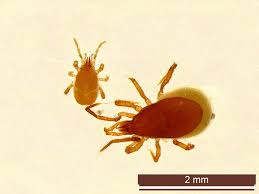 Attēlu rezultāti vaicājumam “Acari”