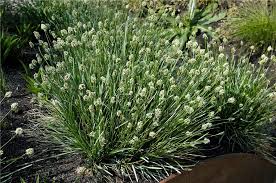 Attēlu rezultāti vaicājumam “Sesleria caerulea flower”