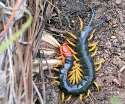 Attēlu rezultāti vaicājumam “Myriapoda”