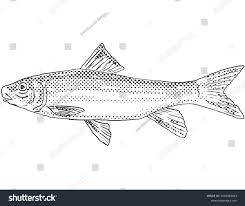 Image result for Minytrema melanops