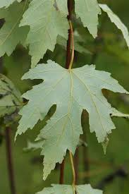 Attēlu rezultāti vaicājumam “Acer saccharinum leaf”