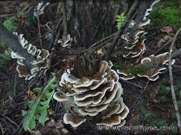 Attēlu rezultāti vaicājumam “Bjerkandera adusta”