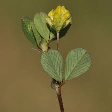 Attēlu rezultāti vaicājumam “Trifolium dubium leaf”