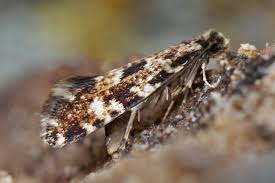 Attēlu rezultāti vaicājumam “Nemapogon cloacella”